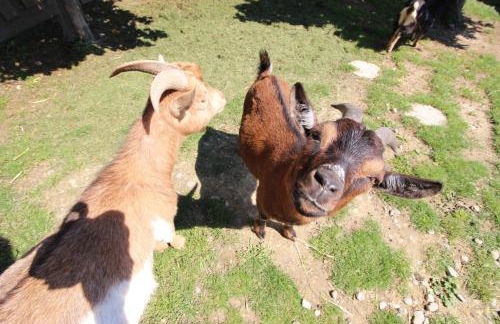 Reblandhof Siebenhaller - Foto 11