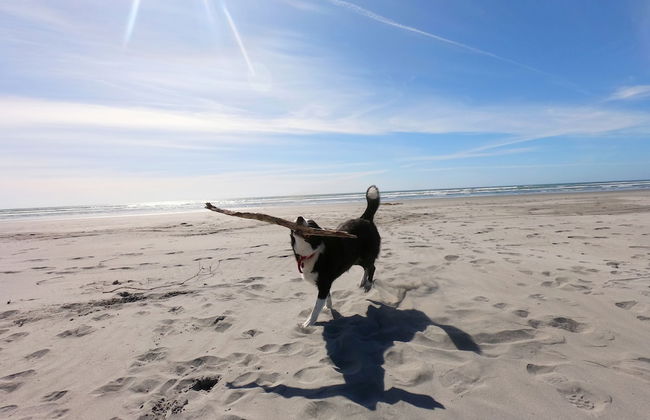 Carters Beach Holiday Studios - Foto 26