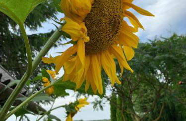 Siedlisko Wiłkupie, Dom na wzgórzu - Foto 27