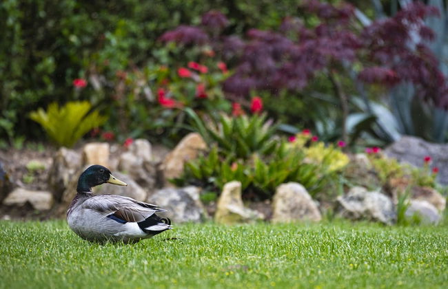 Quinta do Pé Descalço Guesthouse Sintra - Foto 71
