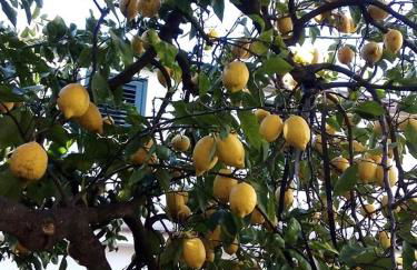 Le Mimose - Photo 36