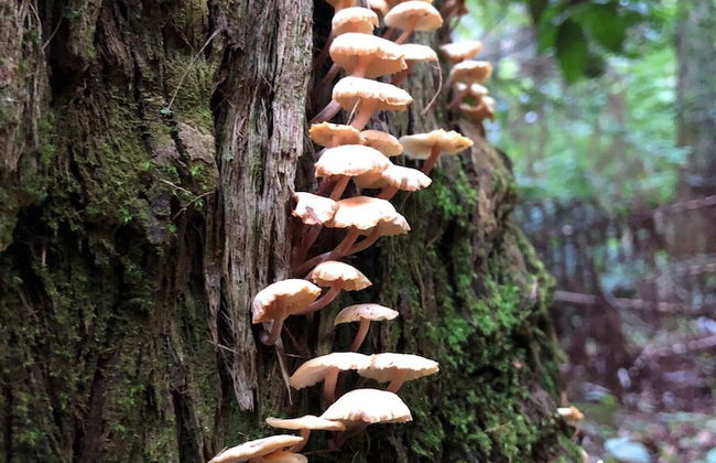 Wildside Sanctuary - Foto 53