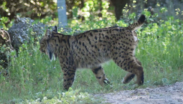 Doñana Day Trip - Foto 2