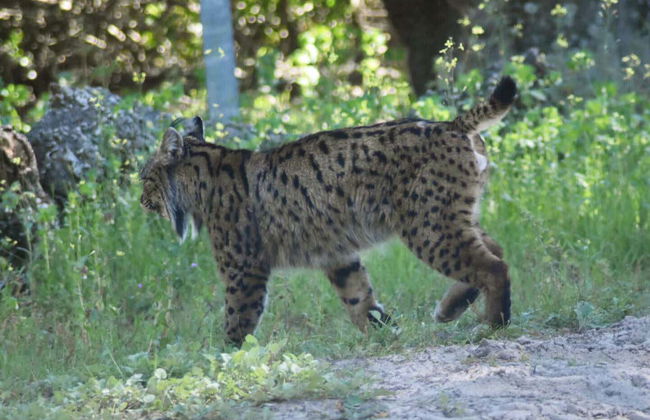 Doñana Day Trip - Foto 2