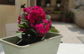 Alla Corte di Dionisio - Foto 9