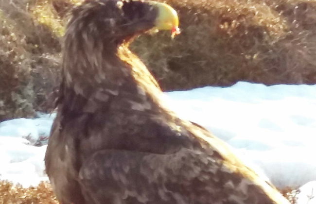 5 Person Holiday Home in Vandve - Foto 12