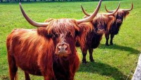 Osada Stepno - Foto 2