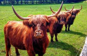 Osada Stepno - Foto 2