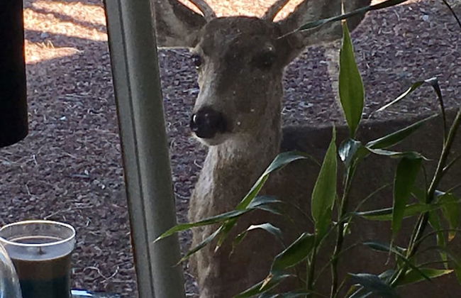 3bdmid-century Modernhot Tub, Grill, Close to DT - Foto 36