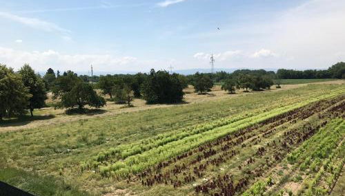 Ferienwohnung Eimeldingen - Foto 4