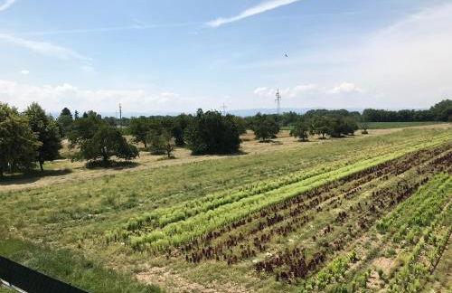Ferienwohnung Eimeldingen - Foto 4