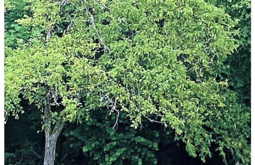 Casa di Anita - Foto 27