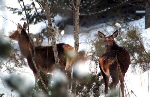 Chalet-nature - Foto 20