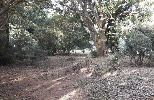 Chalé Veredas e Buritis - Foto 59