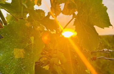 Da Toni FeWo Chiara - Foto 16