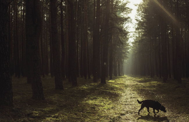 Stara Wieś Resort & Odnowa - Foto 58