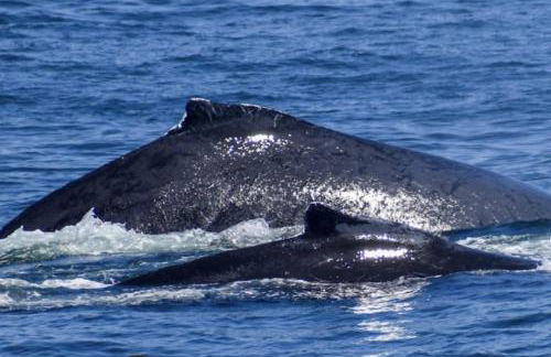 94 Nantucket Ave, Falmouth - Foto 45