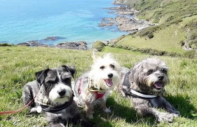 Cowshed Cottage Located nr Kynance Cove - Foto 20