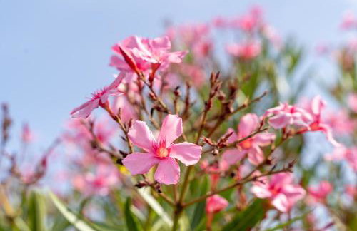 Vila Valeria - Foto 15