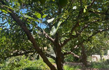 Cortijo Chupito - Foto 21