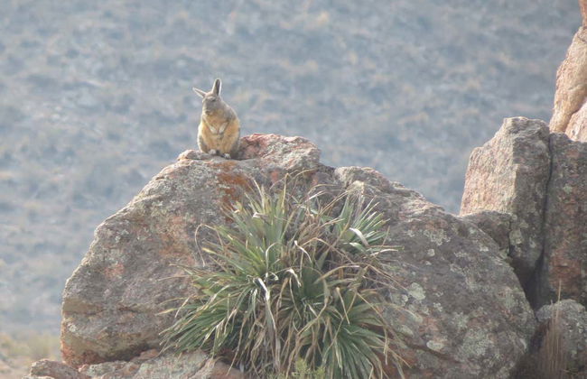 Trekking por el Pucará de Aconquija - Foto 6