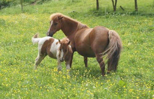 Bio-Erlebnisbauernhof Doll - Foto 9