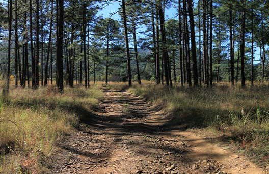 Escursione di 2 giorni al bosco di Yécora - Foto 6