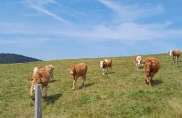 Ferienwohnung Ruth und Ewald Matt - Foto 4