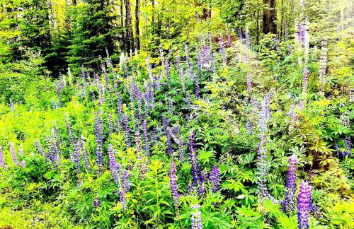 Secluded Waterfront Cabin Rental on Lake Superior near Red Cliff, Wisconsin - Foto 54