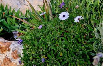 Casa CUEVA CASCAMORRAS "Capricho Andaluz" - Photo 60