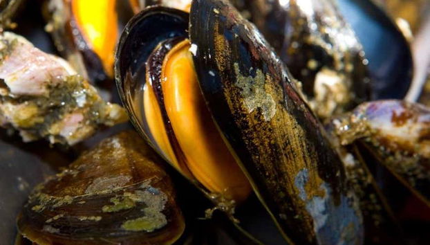 Galician Mussels Boat Tour + Tasting - Foto 3