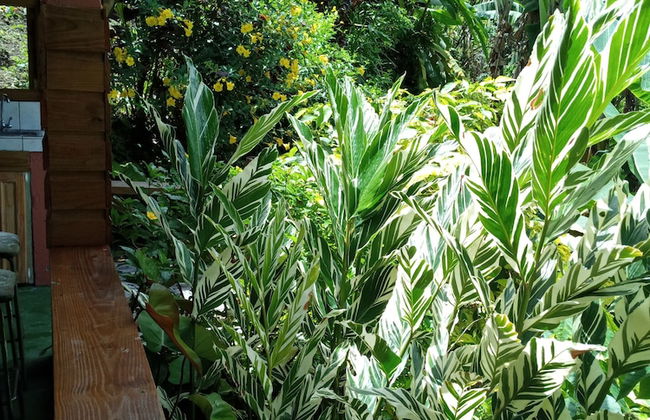 Berkey's Jungle Paradise - Photo 53