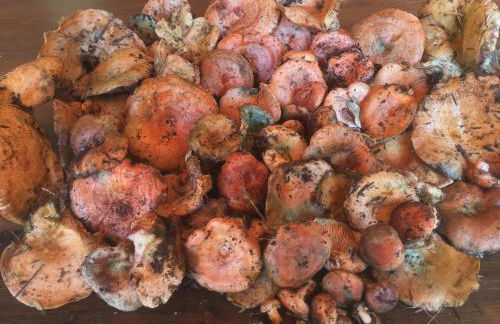 Casa El Molí de Bor a Cerdanya - Foto 61