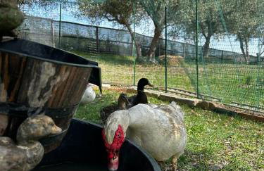 Casa degli Ulivi - Foto 18