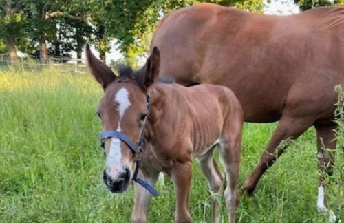 Holiday Home Le Jardin de Timothee by Interhome - Foto 64