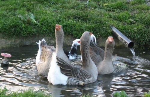 Risoturismo-Quinta das Pias - Holiday Farm - Foto 52