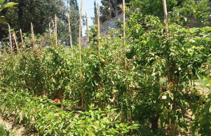 Sea View Villa with 4 bedrooms - grECOrama - Foto 18