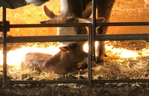 Agriturismo il Podere Vedelago con San Bernardo, Alpaca e una Pentola di cose da scoprire - Foto 42