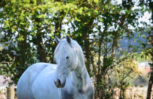 La Tireliere, longère bord de mer avec jardin - Foto 33