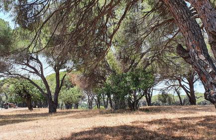 PETROS ROOMS to LET KALOGRIA BEACH - Foto 7