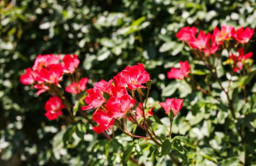 Tenuta delle Rose - Foto 78