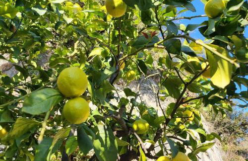 Bergerie de la Foux - Foto 14