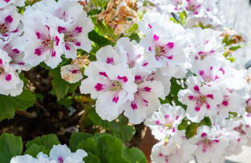 Agriturismo da Regina - Foto 16