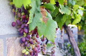 Aithonas Villa - Foto 80