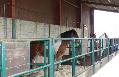 Wohlfühlurlaub auf dem Reit- und Ferienhof Goldberg - Foto 43
