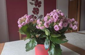 Ferienwohnung Janke - Foto 12