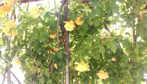 Apartments Marija - Foto 5