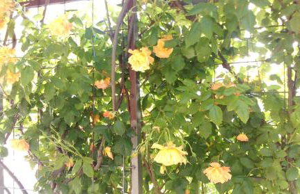 Apartments Marija - Photo 5