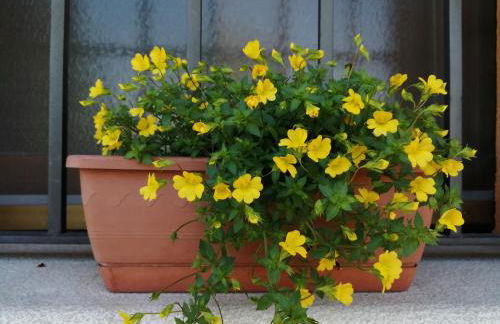 Agriturismo Nuvolino - Foto 9