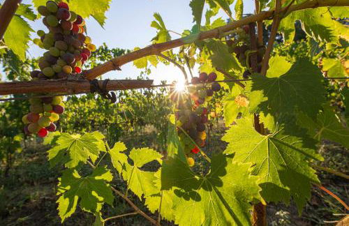 Appartamento Vigne & Lavanda - Foto 9